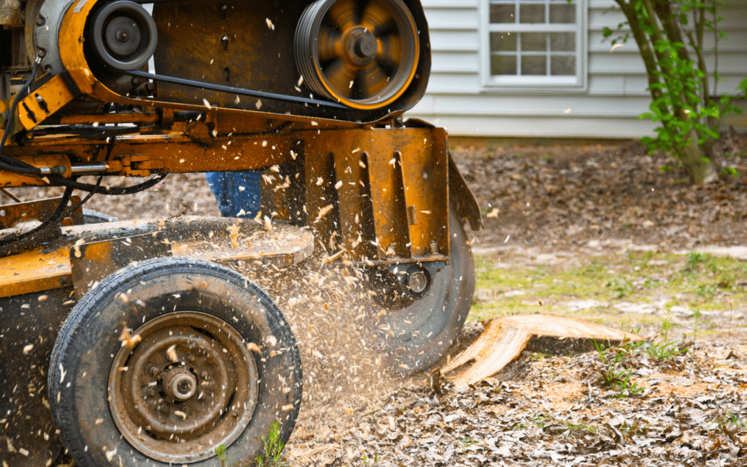 Stump Removal Versus Stump Grinding: How to Decide