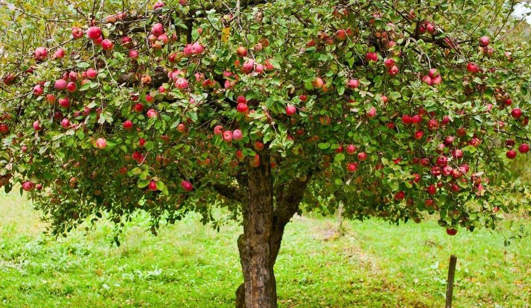 How to Take Care of Fruit Trees in the Spring