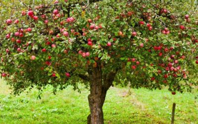 How to Take Care of Fruit Trees in the Spring