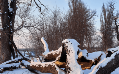 How to Save Your Trees After Winter Storm Damage