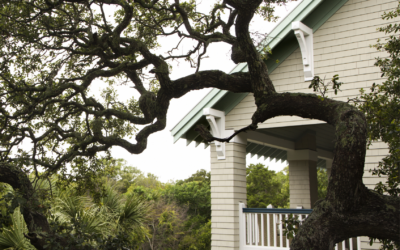 A Homeowner’s Guide to Oak Wilt Treatment & Prevention